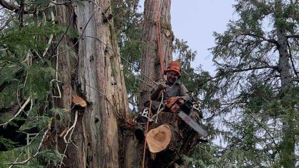 Timberscape Industries Tree Service in Ketchikan, AK photo