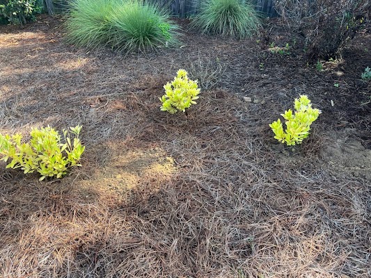 Gallery photo for Benson Lawn Maintenance in North Augusta, SC