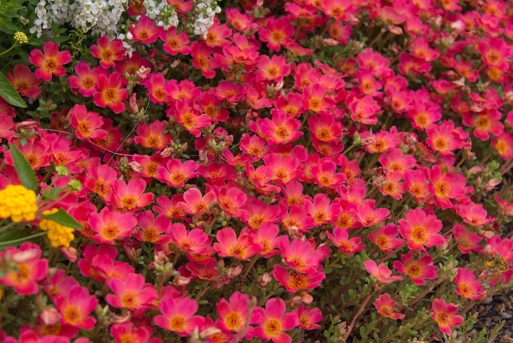Piedmont Landscape Management Landscape Designer in Augusta, GA photo