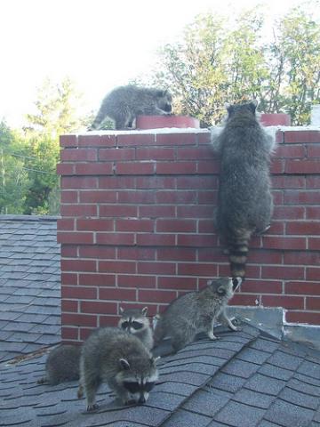 Sleep Easy Chimney Service Chimney Sweep in Kansas City, MO photo