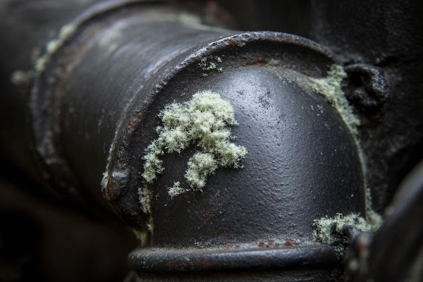 Gallery photo for Buffalo Restoration in Bozeman, MT