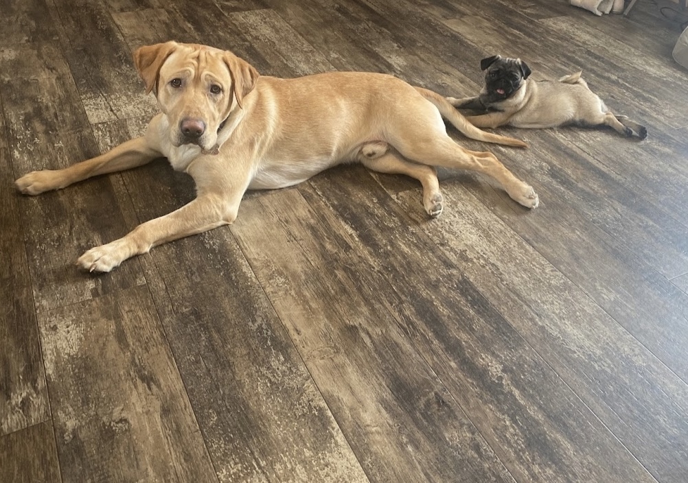 Minot Flooring Carpet Installation Carpet Installer in Minot, ND photo