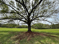 Gallery photo for Gray's Tree Services in Bessemer, AL