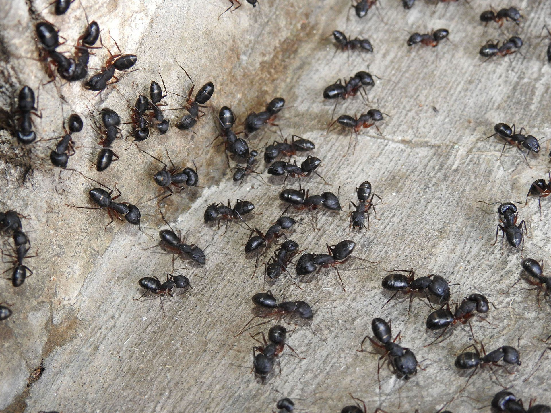 Economy Pest Control Inc gallery photo