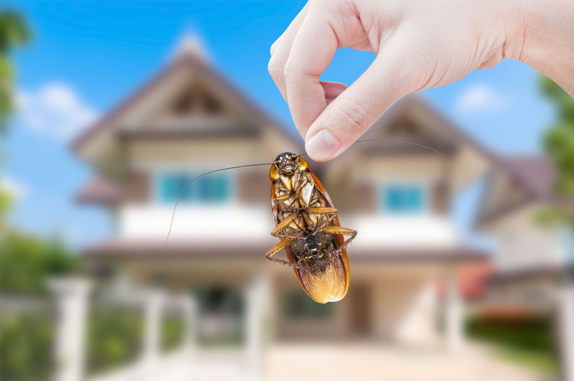 Economy Pest Control Inc gallery photo