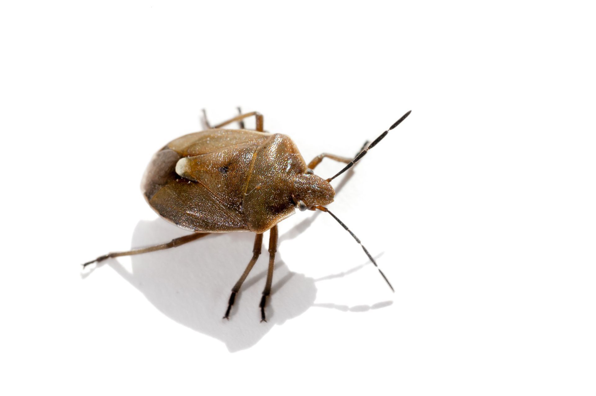 Economy Pest Control Inc gallery photo