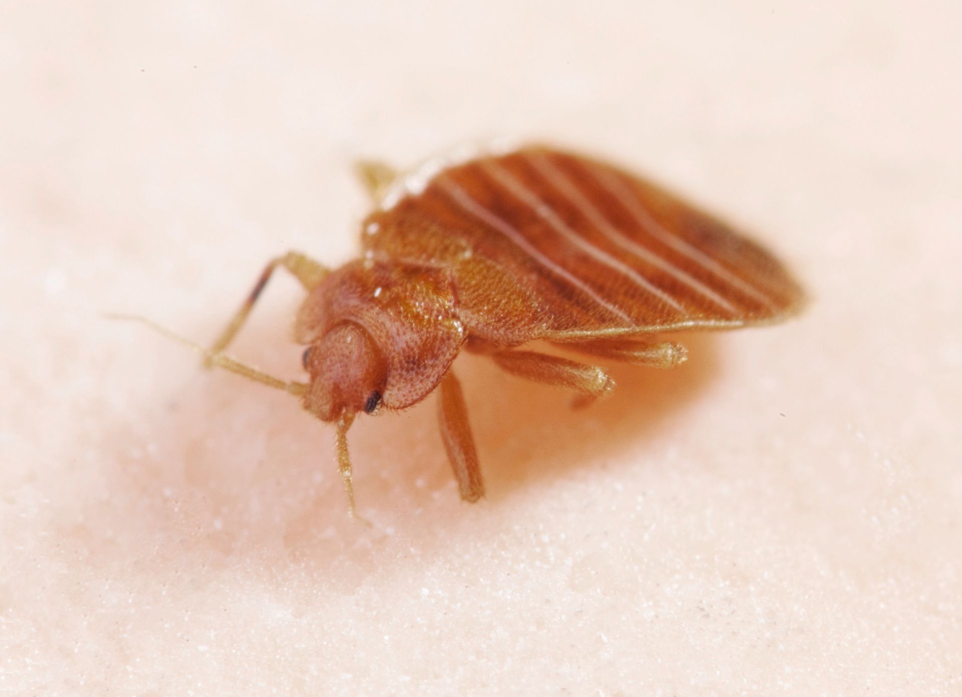 Economy Pest Control Inc photo