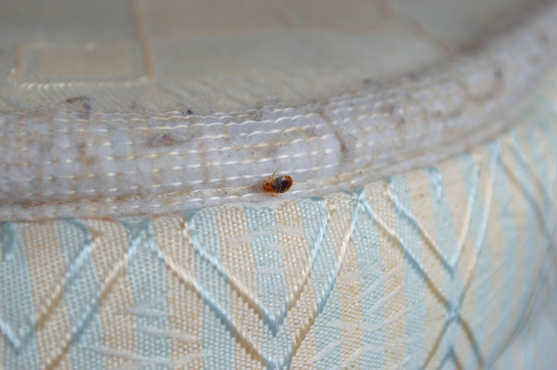 Economy Pest Control Inc photo