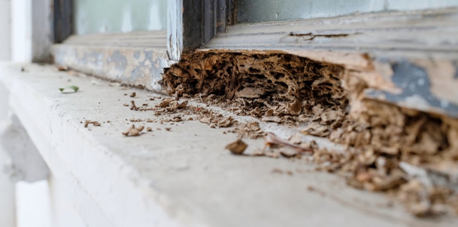 EcoShield Pest Solutions photo