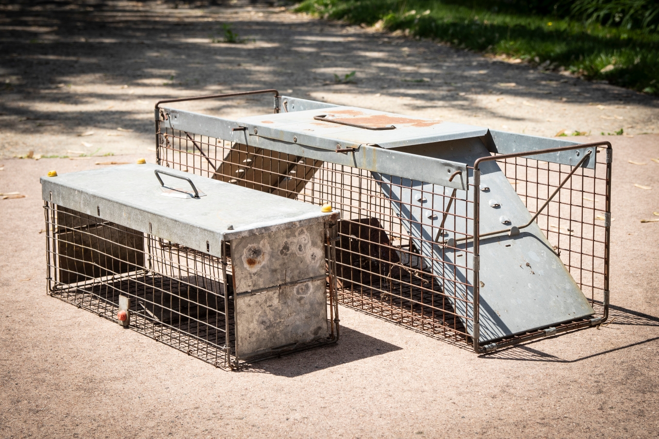 K.P. Wildlife Control and Repairs LLC gallery photo