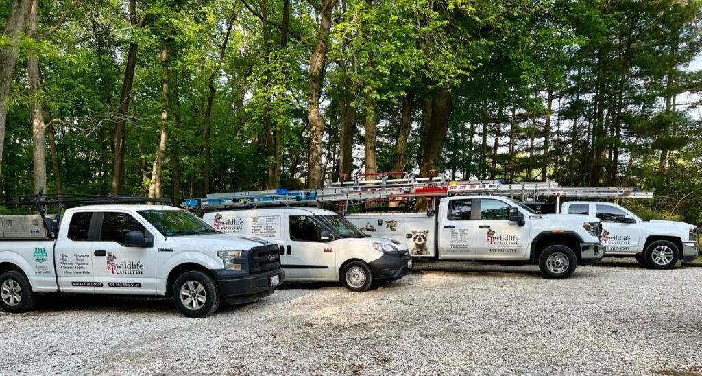 K.P. Wildlife Control and Repairs LLC gallery photo