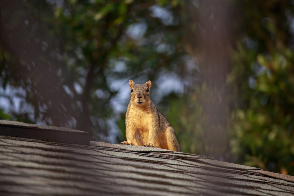 K.P. Wildlife Control and Repairs LLC gallery photo