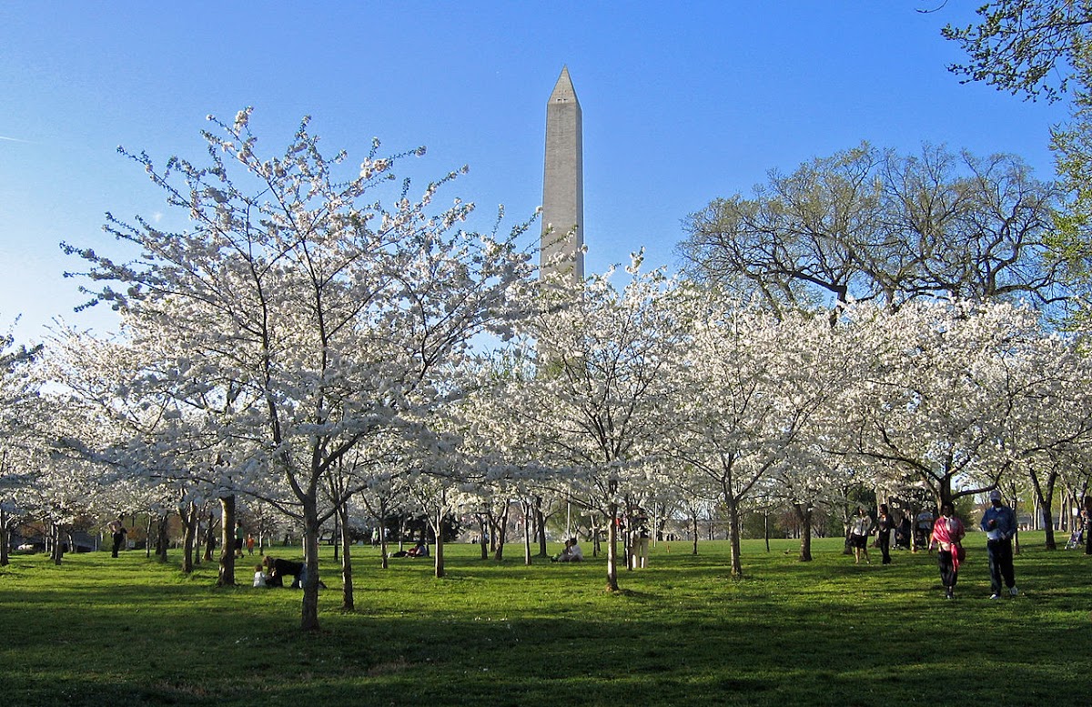 Quality Installers Furniture Repair Shop in Washington, DC photo