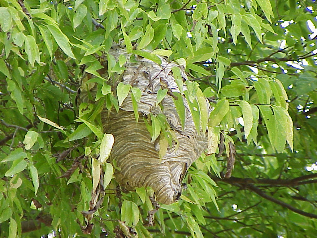 Mantis Pest Control LLC gallery photo