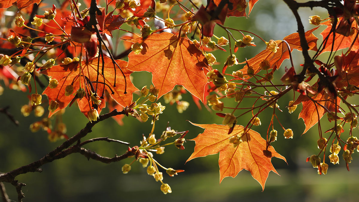 Patuxent Nursery gallery photo