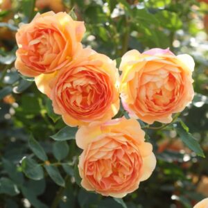 Patuxent Nursery gallery photo