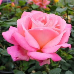 Patuxent Nursery gallery photo