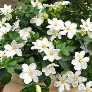 Patuxent Nursery gallery photo