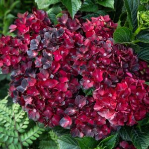 Patuxent Nursery photo