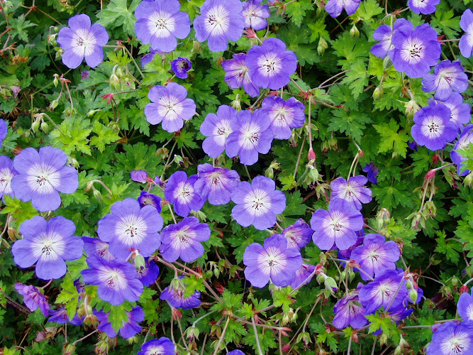 Country Landscapes & Nursery - Ames Plumber in Ames, IA photo