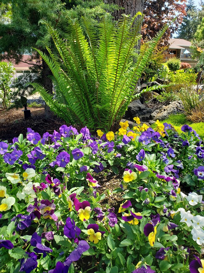 Business photo for New Generation Landscape in Hillsboro, OR