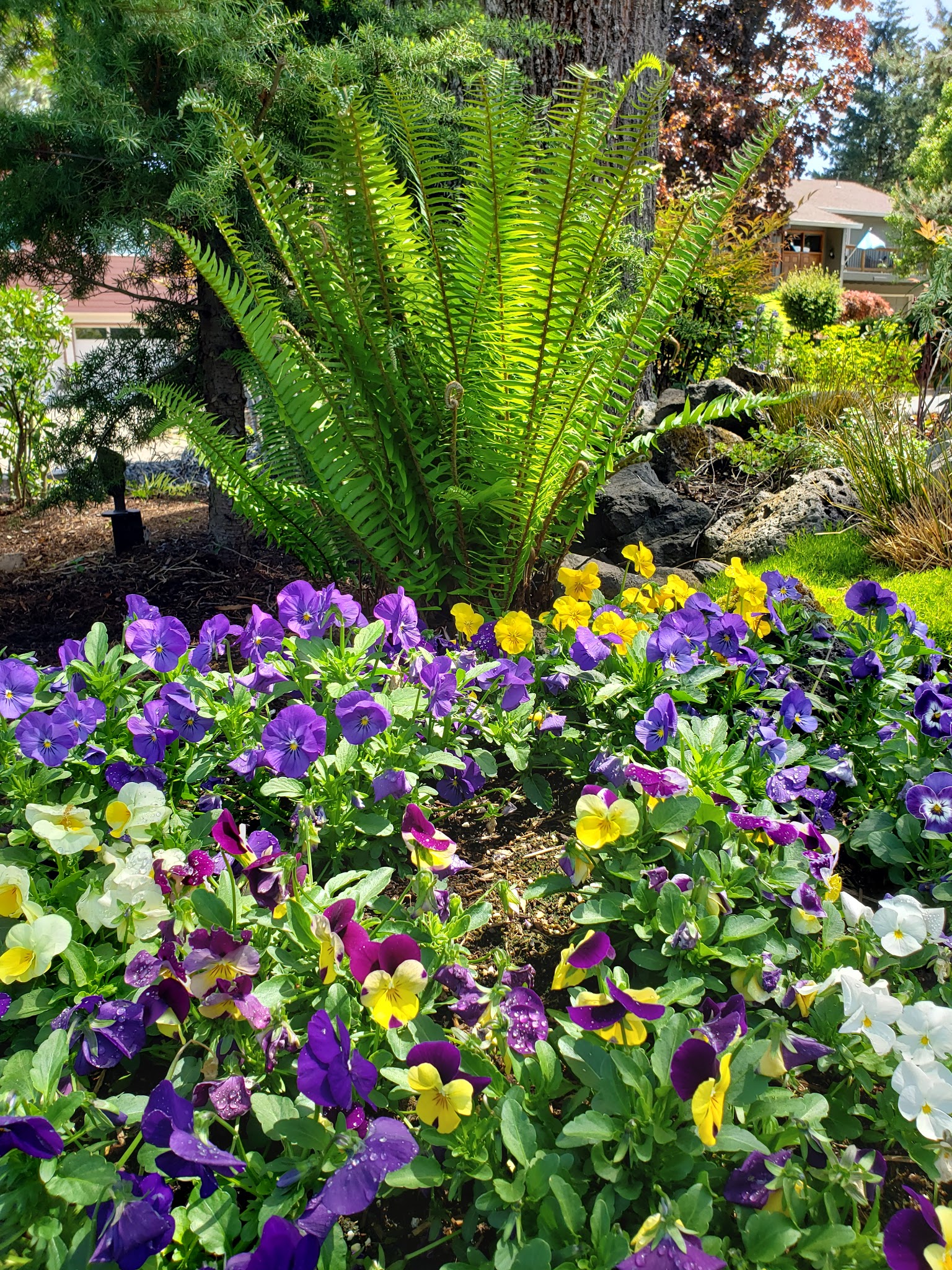 New Generation Landscape Contractor in Hillsboro, OR photo