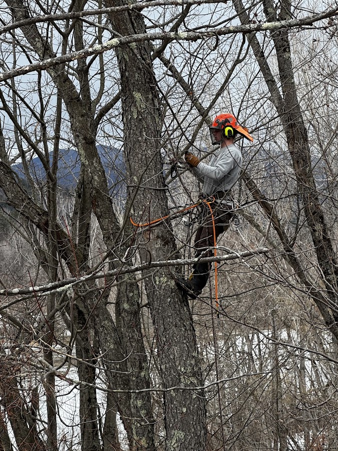 Farr's Tree Service Inc local service