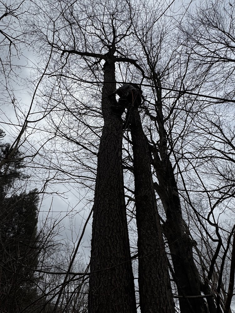 Gallery photo for Farr's Tree Service Inc in Waterbury, VT