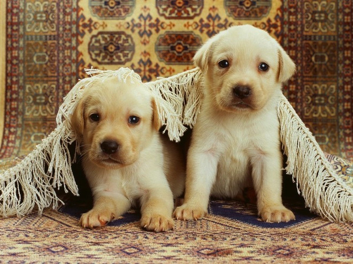 Alexandria Green Carpet & Rug Cleaning Contractor in Alexandria, VA photo