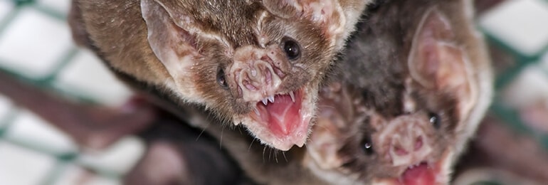 Lincoln Pest Control gallery photo