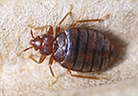 Lincoln Pest Control gallery photo