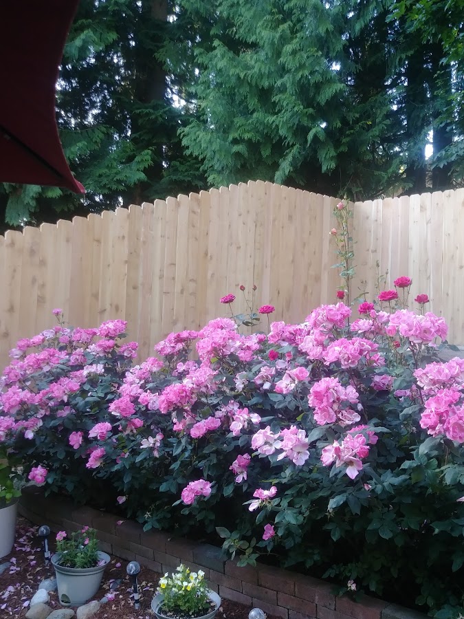 K&S fencing company Contractor in Bremerton, WA photo