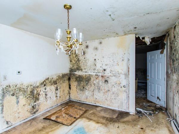 Pristine Mold & Water Damage Restoration local service