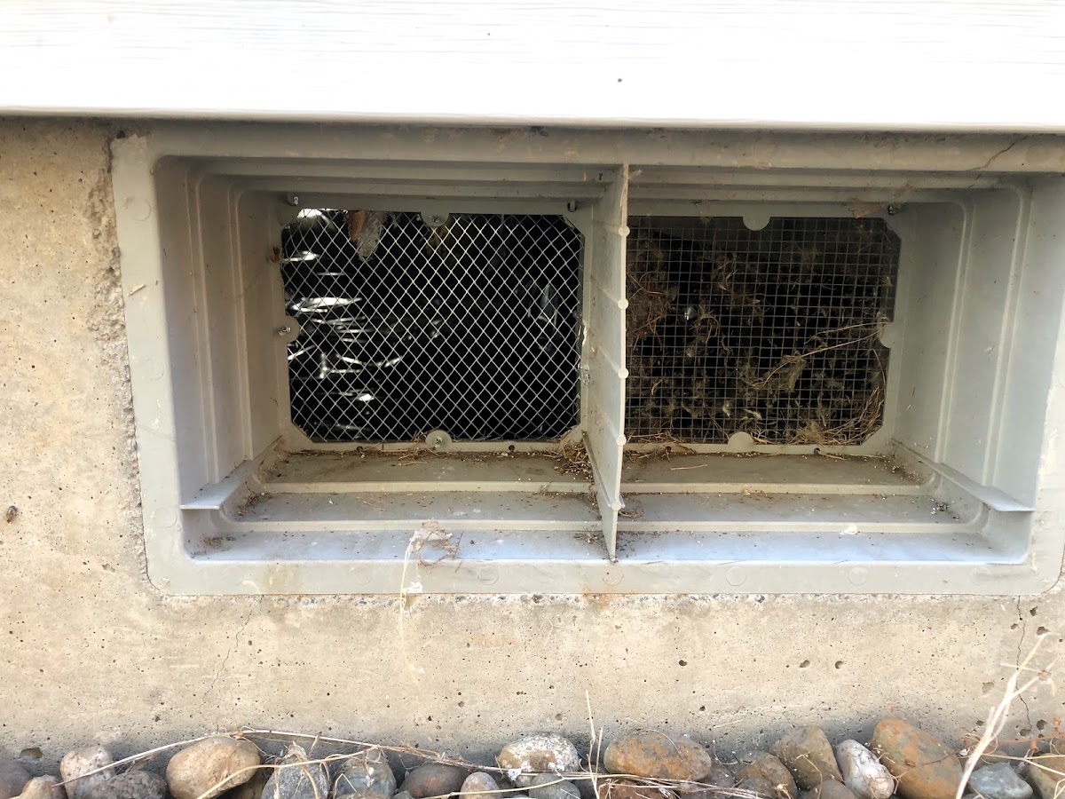 Tacoma crawlspace cleaning Contractor in Tacoma, WA photo