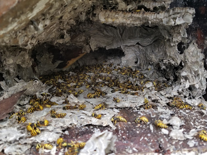 Pest Control Specialists Pest Control Service in Alton, IA photo