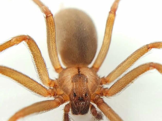 Swat Pest Management, Inc. Pest Control Service in Evansville, IN photo