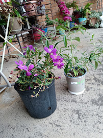 Gallery photo for Garden Spot Nursery Inc in Slidell, LA
