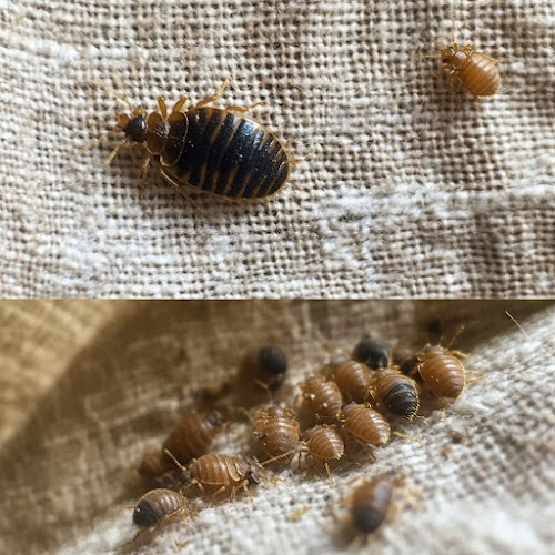 A1 Bed Bug Exterminator Raleigh Pest control service in Raleigh, North Carolina gallery photo