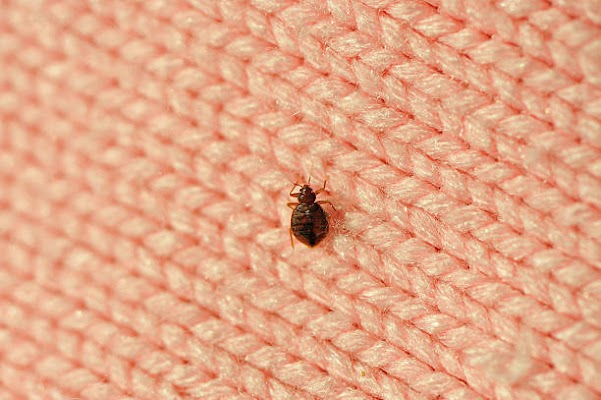 A1 Bed Bug Exterminator Raleigh Pest control service in Raleigh, North Carolina gallery photo
