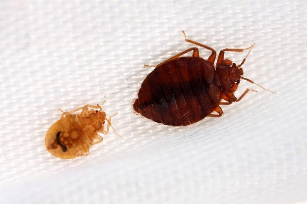 A1 Bed Bug Exterminator Raleigh Pest control service in Raleigh, North Carolina photo