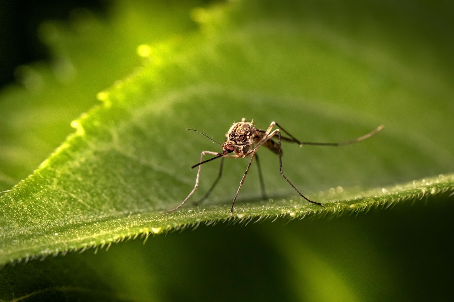 Eco Masters Pest Control gallery photo