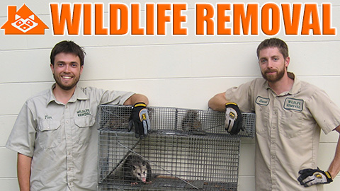 Wildlife Removal Greensboro Pest Control Service in Greensboro, North Carolina photo