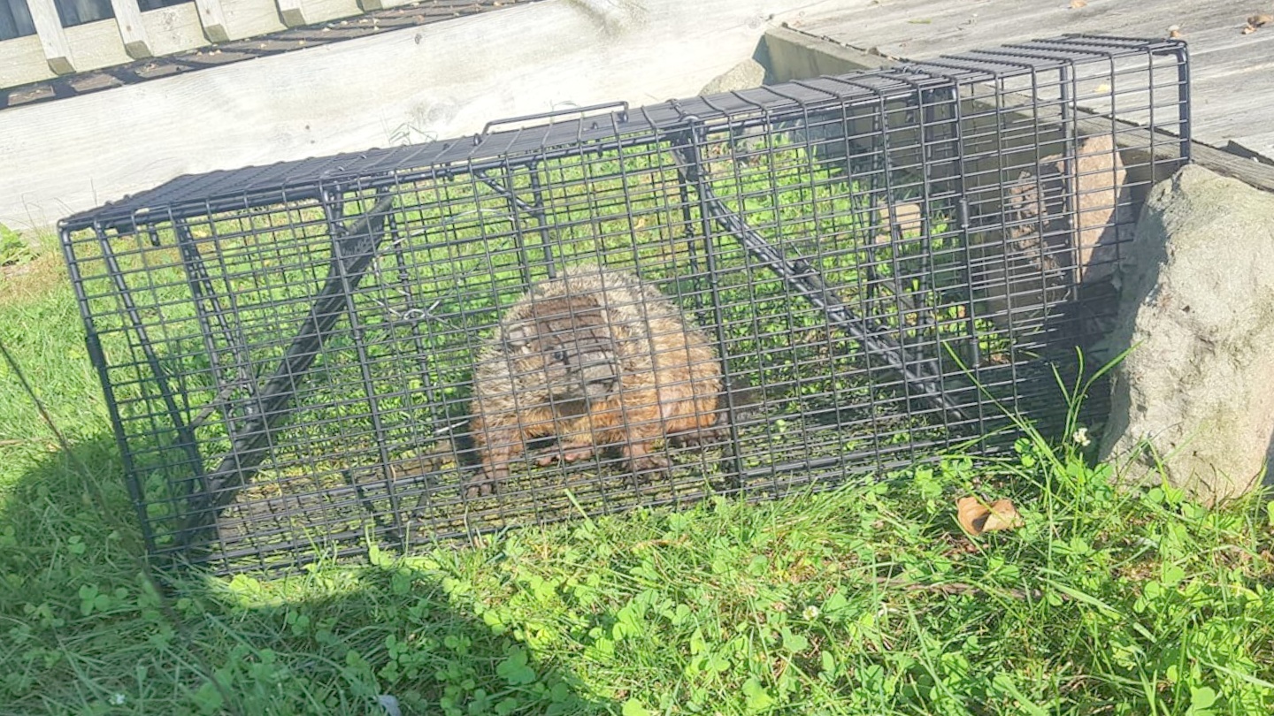 Wildlife Removal Greensboro gallery photo