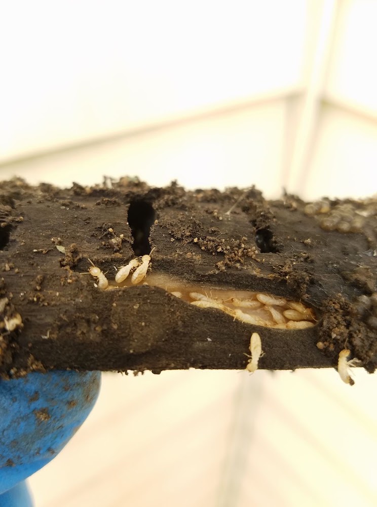 Clearcut Pest Control gallery photo