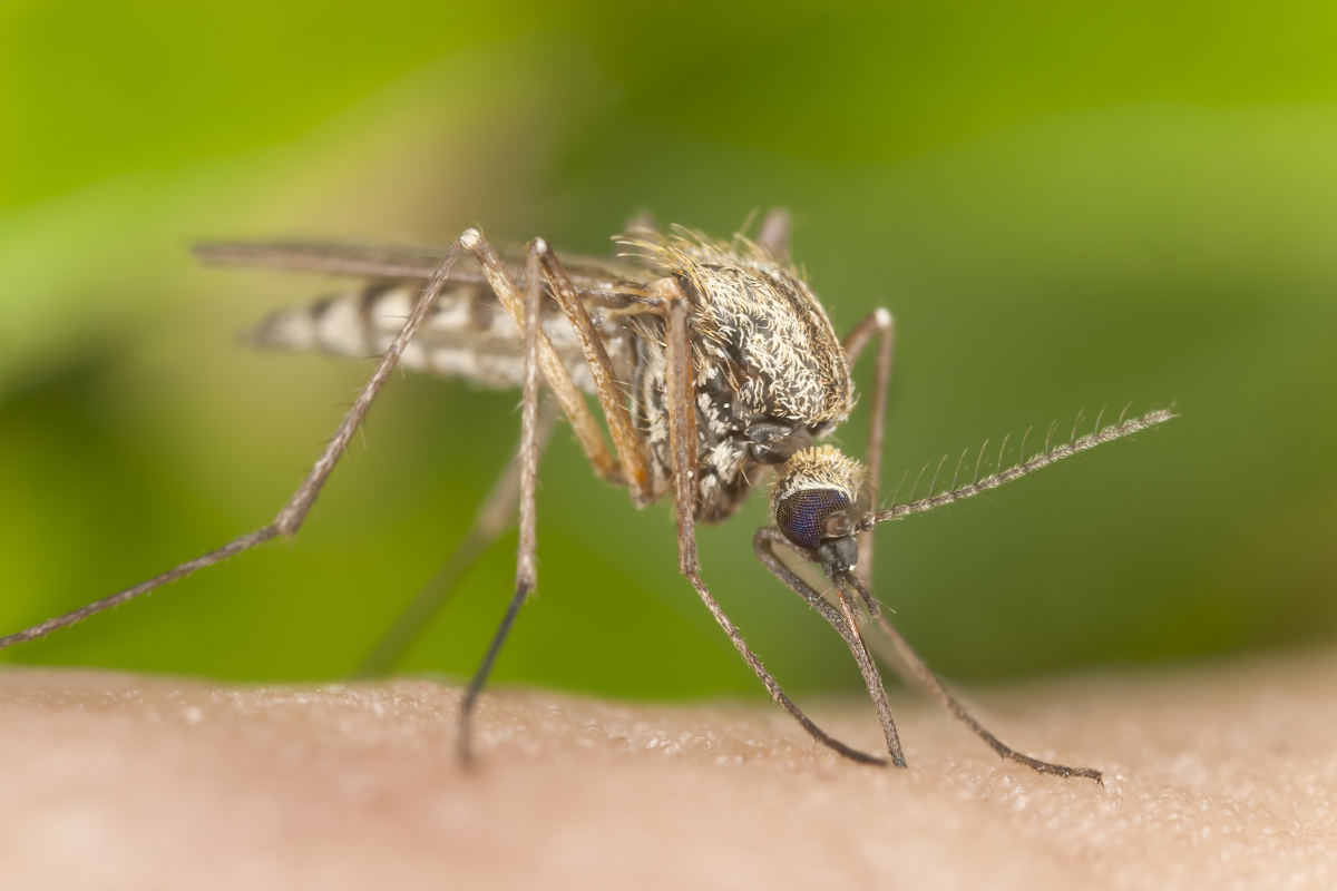 Mosquito Squad Plus of the Triad gallery photo