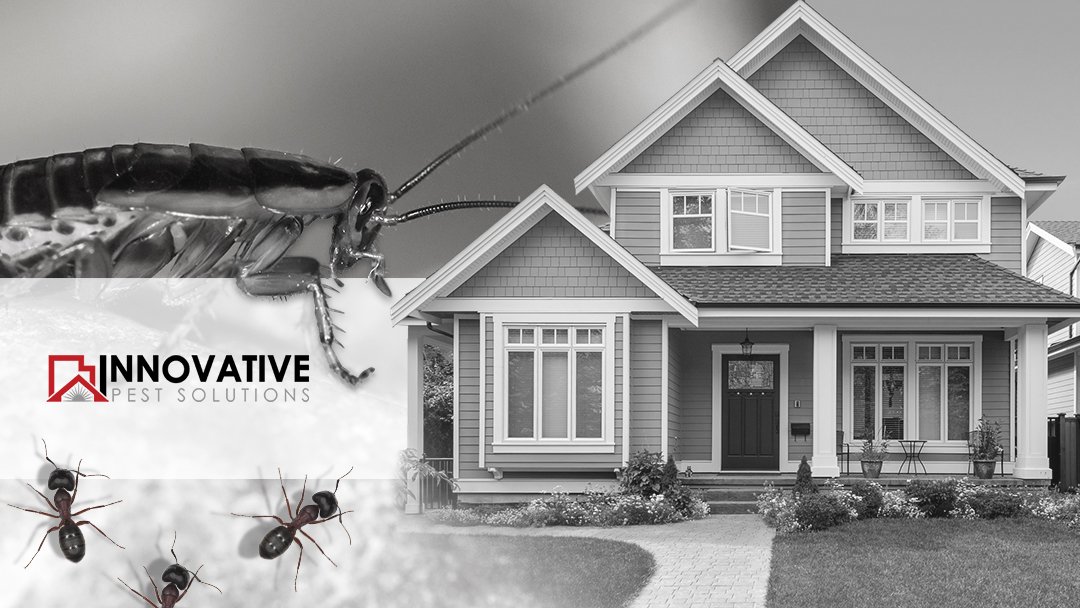 Innovative Pest Solutions gallery photo