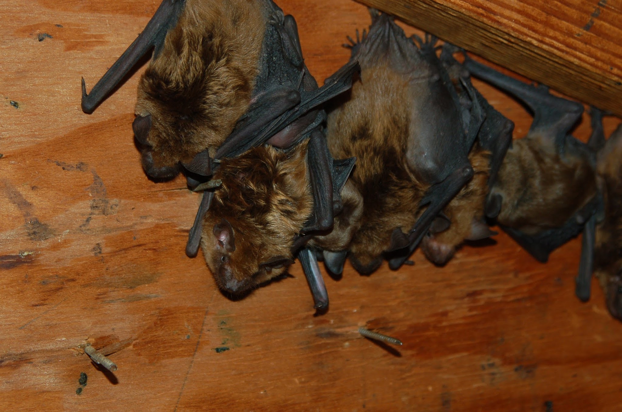 Triangle Wildlife Removal & Pest Control, Inc. Pest Control Service in Raleigh, NC photo