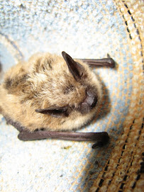 Triangle Wildlife Removal & Pest Control, Inc. gallery photo
