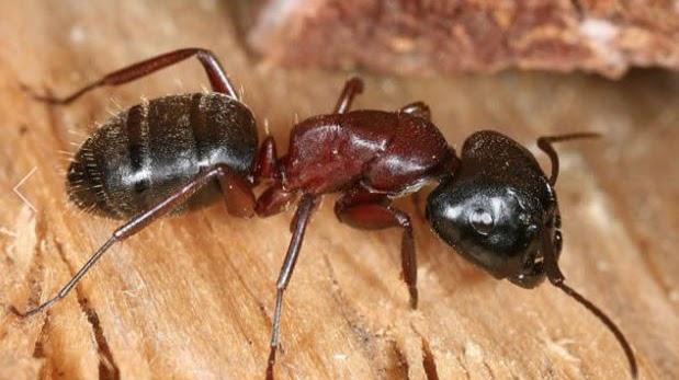 The Killers Pest Control Pest Control Service in Portland, OR photo