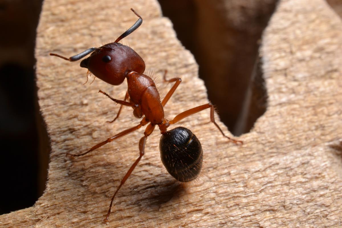 The Killers Pest Control Salem Pest Control Service in Salem, OR photo